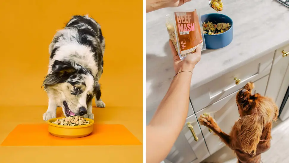 Nom Nom dog food