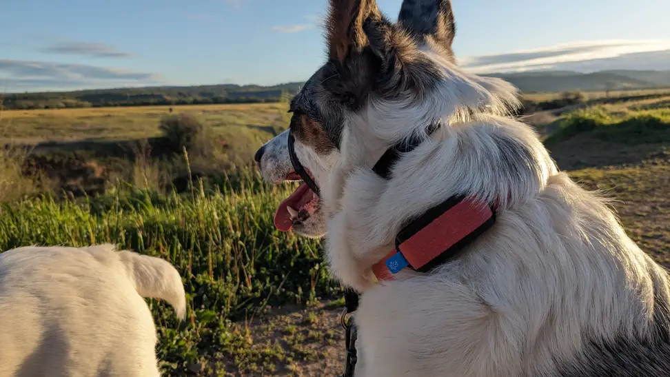 Dog wearing Invoxia Minitailz