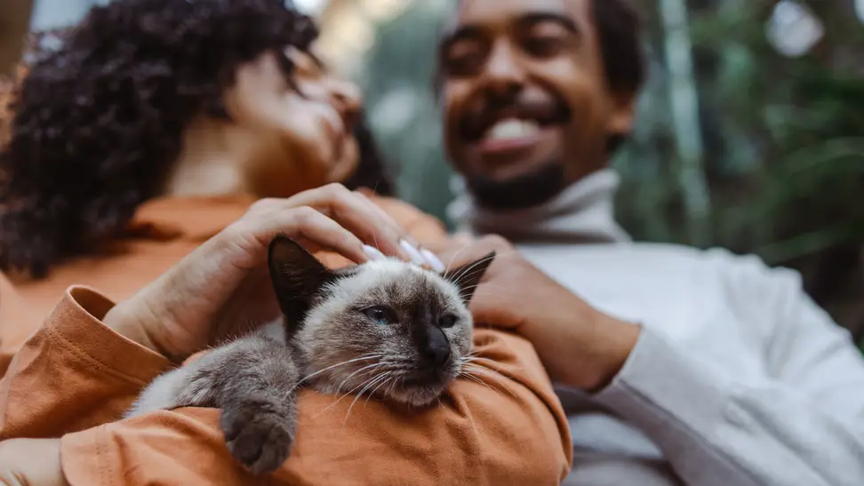 Man and woman petting gray cat