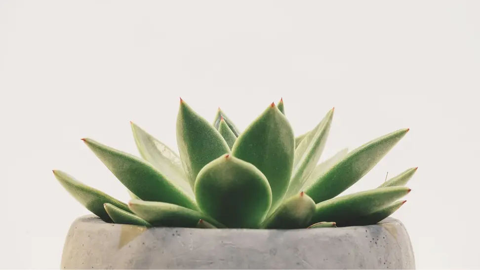 A succulent in a pot against a gray background