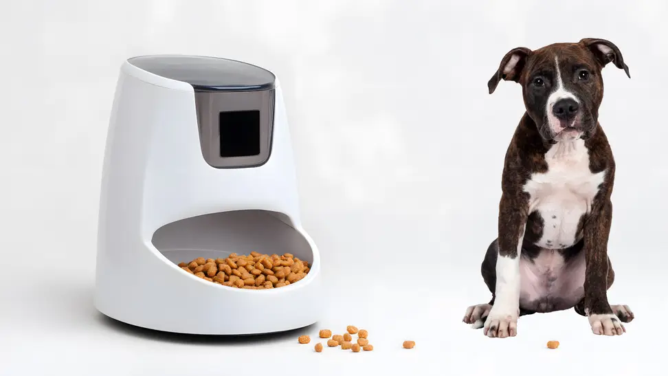 A pet feeder with a dog next to it