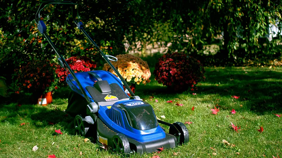 A blue lawn mower sits in a grassy spot with mums behind it