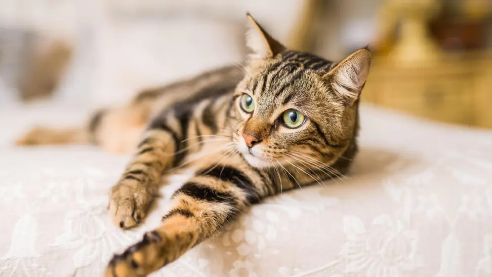 Striped tabby housecat laying on a bed facing the camera casually